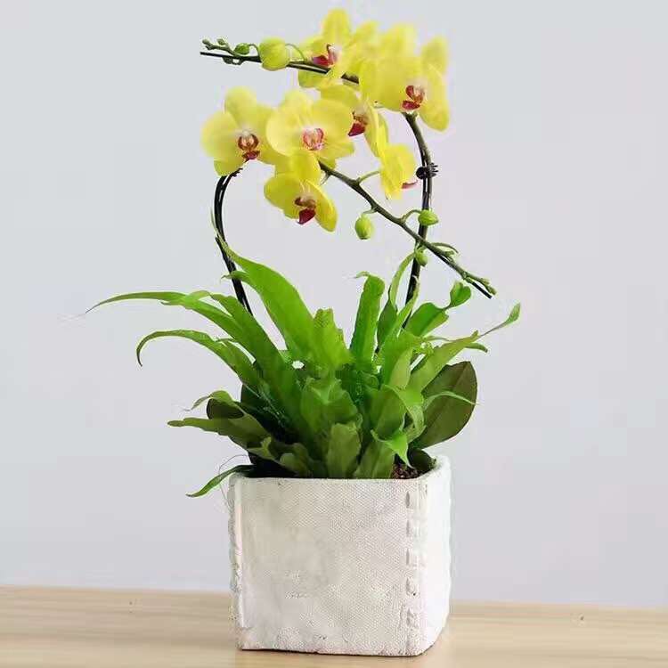 黃色兩只頭蝴蝶蘭