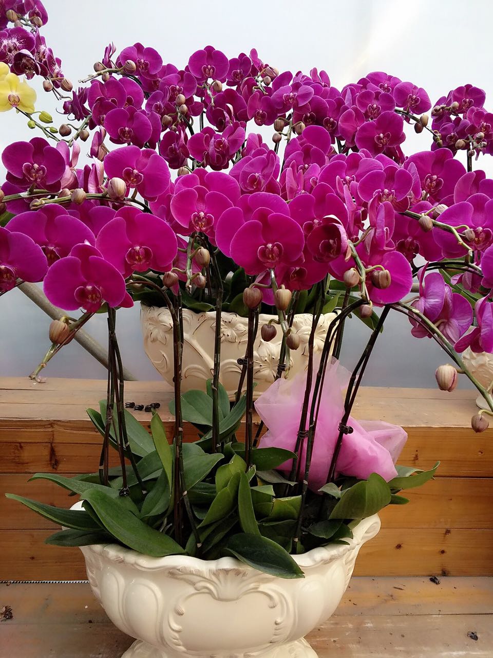 十支頭蝴蝶蘭