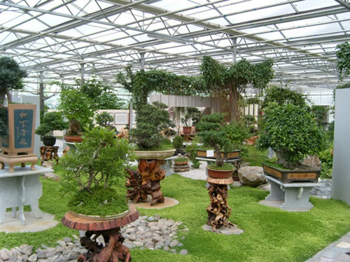 榕樹盆景及花架