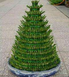 13層節(jié)節(jié)高