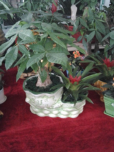 小發(fā)財(cái)樹加小紅星組合