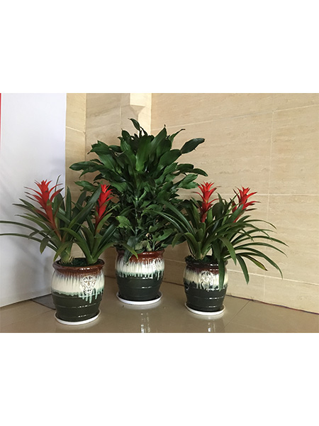 虎頭盆高端組景