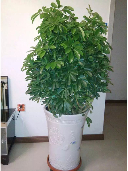 鵝掌柴中號(hào)