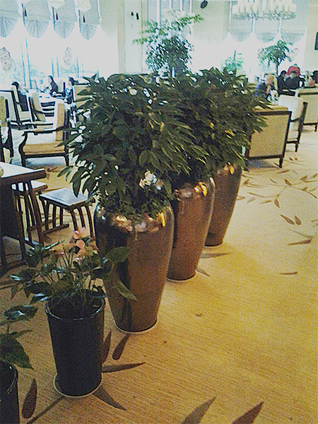 平安樹高檔組盆