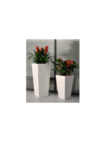 高檔紅運當(dāng)頭紅掌組合