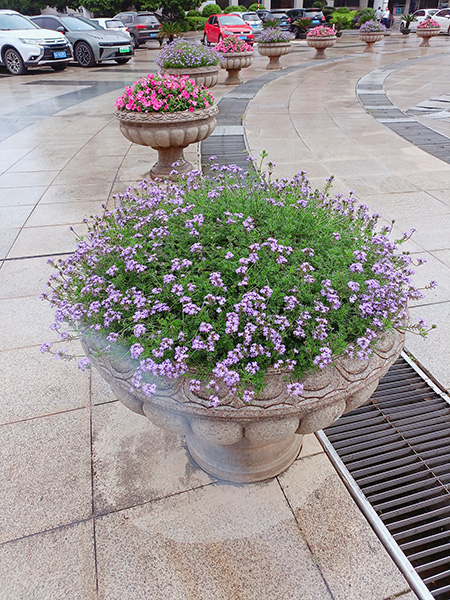 綠化養(yǎng)護(hù)