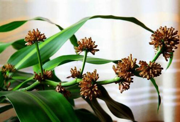 花卉擺放技巧,吸毒植物種類,如何種植花草,長沙高端盆花租賃,長沙花卉租賃,長沙組合組景租賃,長沙室內(nèi)外花卉租賃公司