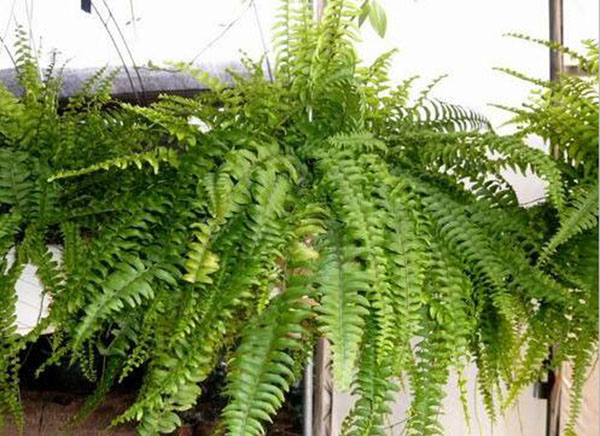 花卉擺放技巧,吸毒植物種類,如何種植花草,長沙高端盆花租賃,長沙花卉租賃,長沙組合組景租賃,長沙室內(nèi)外花卉租賃公司