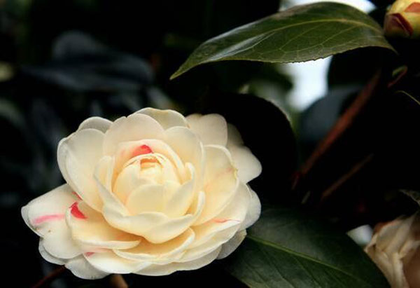 花卉擺放技巧,吸毒植物種類,如何種植花草,長沙高端盆花租賃,長沙花卉租賃,長沙組合組景租賃,長沙室內(nèi)外花卉租賃公司