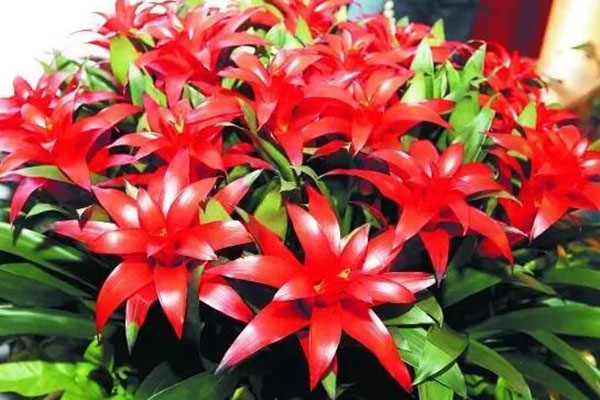 花卉擺放技巧,吸毒植物種類,如何種植花草,長沙高端盆花租賃,長沙花卉租賃,長沙組合組景租賃,長沙室內(nèi)外花卉租賃公司