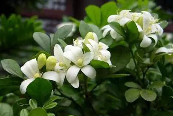 花卉擺放技巧,吸毒植物種類,如何種植花草,長沙高端盆花租賃,長沙花卉租賃,長沙組合組景租賃,長沙室內(nèi)外花卉租賃公司