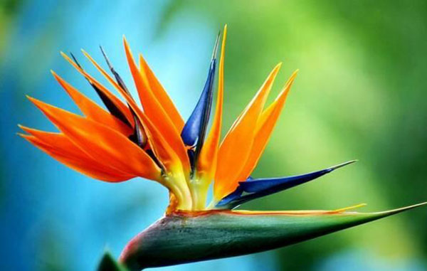 花卉擺放技巧,吸毒植物種類,如何種植花草,長沙高端盆花租賃,長沙花卉租賃,長沙組合組景租賃,長沙室內(nèi)外花卉租賃公司