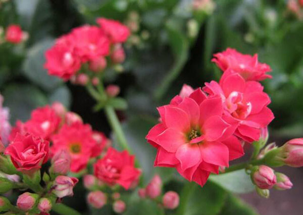 花卉擺放技巧,吸毒植物種類,如何種植花草,長沙高端盆花租賃,長沙花卉租賃,長沙組合組景租賃,長沙室內(nèi)外花卉租賃公司