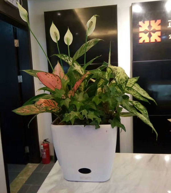 花卉擺放技巧,吸毒植物種類,如何種植花草,長沙高端盆花租賃,長沙花卉租賃,長沙組合組景租賃,長沙室內(nèi)外花卉租賃公司