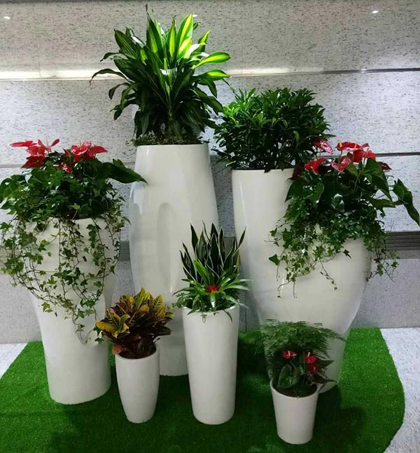 花卉擺放技巧,吸毒植物種類,如何種植花草,長沙高端盆花租賃,長沙花卉租賃,長沙組合組景租賃,長沙室內(nèi)外花卉租賃公司