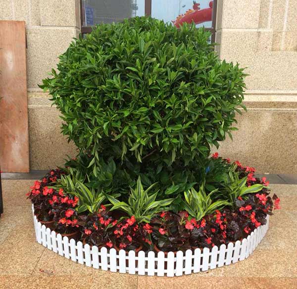 花卉擺放技巧,吸毒植物種類,如何種植花草,長沙高端盆花租賃,長沙花卉租賃,長沙組合組景租賃,長沙室內(nèi)外花卉租賃公司