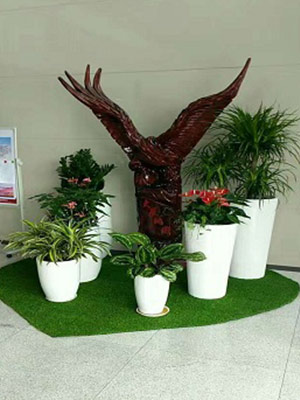 花卉租賃案例,花卉盆景圖片,長沙室內(nèi)外花卉租賃,長沙高端盆花租賃,長沙花卉租賃,長沙組合組景租賃