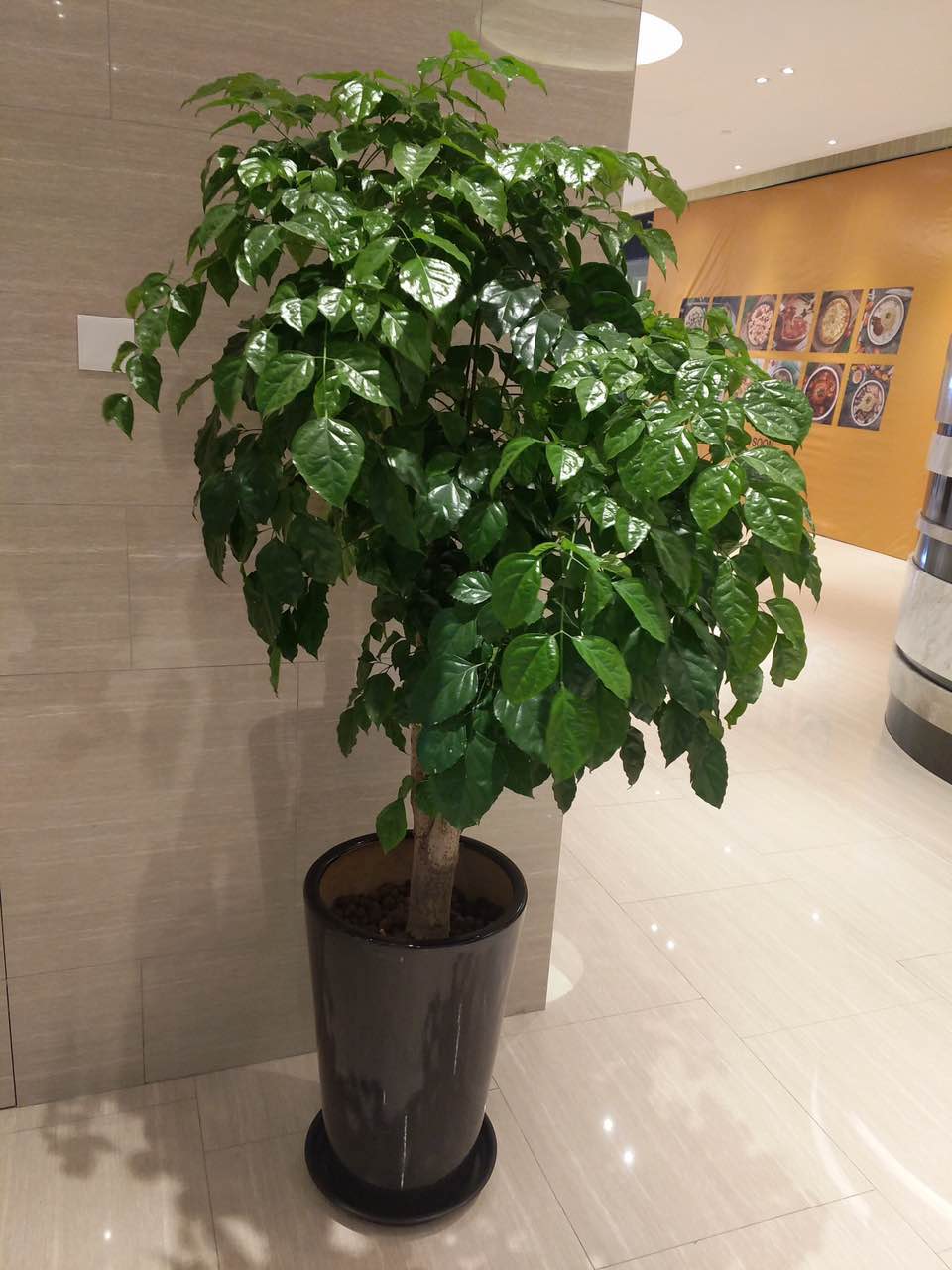 花卉擺放技巧,吸毒植物種類,如何種植花草,長(zhǎng)沙高端盆花租賃,長(zhǎng)沙花卉租賃,長(zhǎng)沙組合組景租賃,長(zhǎng)沙室內(nèi)外花卉租賃公司