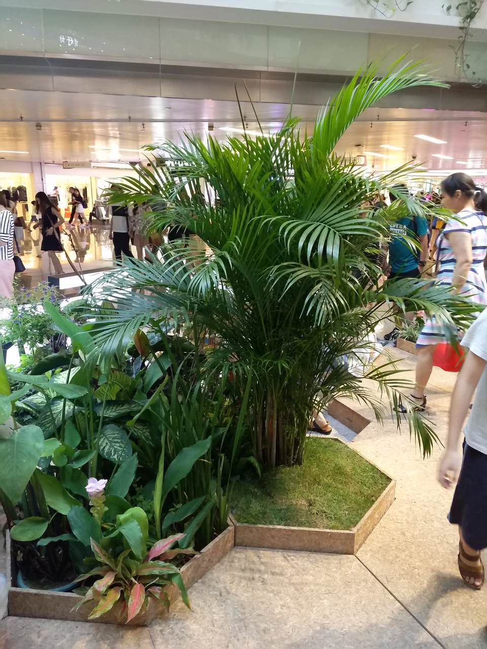 花卉擺放技巧,吸毒植物種類,如何種植花草,長(zhǎng)沙高端盆花租賃,長(zhǎng)沙花卉租賃,長(zhǎng)沙組合組景租賃,長(zhǎng)沙室內(nèi)外花卉租賃公司