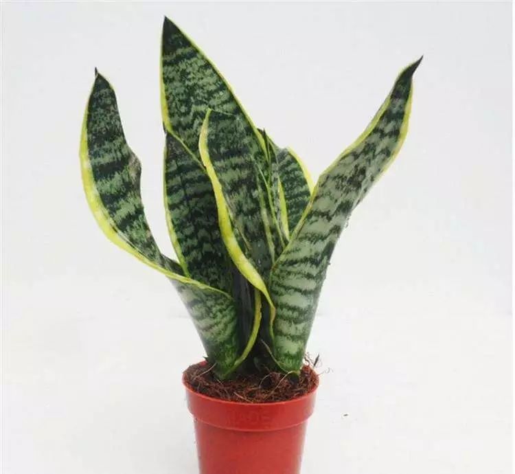 花卉擺放技巧,吸毒植物種類,如何種植花草,長沙高端盆花租賃,長沙花卉租賃,長沙組合組景租賃,長沙室內(nèi)外花卉租賃公司