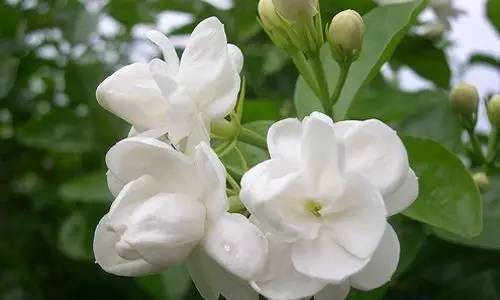 花卉擺放技巧,吸毒植物種類,如何種植花草,長沙高端盆花租賃,長沙花卉租賃,長沙組合組景租賃,長沙室內(nèi)外花卉租賃公司