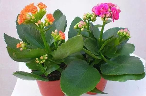 花卉擺放技巧,吸毒植物種類,如何種植花草,長沙高端盆花租賃,長沙花卉租賃,長沙組合組景租賃,長沙室內(nèi)外花卉租賃公司