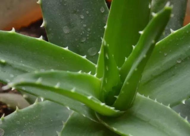 花卉擺放技巧,吸毒植物種類,如何種植花草,長沙高端盆花租賃,長沙花卉租賃,長沙組合組景租賃,長沙室內(nèi)外花卉租賃公司
