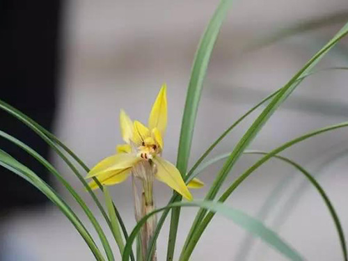 花卉擺放技巧,吸毒植物種類,如何種植花草,長(zhǎng)沙高端盆花租賃,長(zhǎng)沙花卉租賃,長(zhǎng)沙組合組景租賃,長(zhǎng)沙室內(nèi)外花卉租賃公司