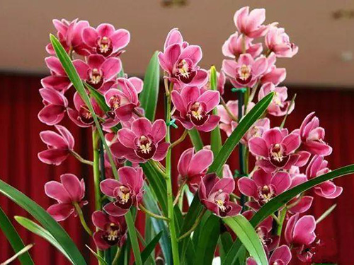 花卉擺放技巧,吸毒植物種類,如何種植花草,長(zhǎng)沙高端盆花租賃,長(zhǎng)沙花卉租賃,長(zhǎng)沙組合組景租賃,長(zhǎng)沙室內(nèi)外花卉租賃公司 花卉擺放技巧,吸毒植物種類,如何種植花草,長(zhǎng)沙高端盆花租賃,長(zhǎng)沙花卉租賃,長(zhǎng)沙組合組景租賃,長(zhǎng)沙室內(nèi)外花卉租賃公司