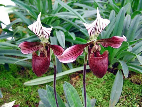 花卉擺放技巧,吸毒植物種類,如何種植花草,長(zhǎng)沙高端盆花租賃,長(zhǎng)沙花卉租賃,長(zhǎng)沙組合組景租賃,長(zhǎng)沙室內(nèi)外花卉租賃公司