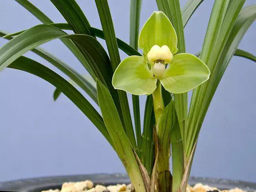 花卉擺放技巧,吸毒植物種類,如何種植花草,長(zhǎng)沙高端盆花租賃,長(zhǎng)沙花卉租賃,長(zhǎng)沙組合組景租賃,長(zhǎng)沙室內(nèi)外花卉租賃公司