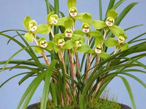 花卉擺放技巧,吸毒植物種類,如何種植花草,長(zhǎng)沙高端盆花租賃,長(zhǎng)沙花卉租賃,長(zhǎng)沙組合組景租賃,長(zhǎng)沙室內(nèi)外花卉租賃公司