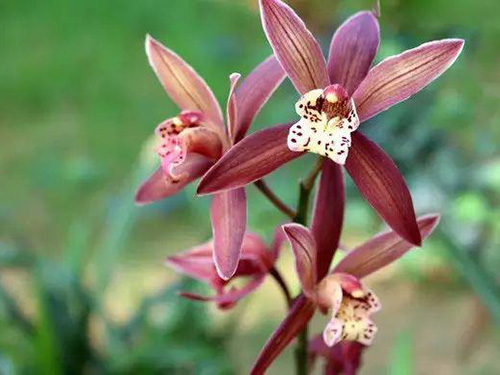 花卉擺放技巧,吸毒植物種類,如何種植花草,長(zhǎng)沙高端盆花租賃,長(zhǎng)沙花卉租賃,長(zhǎng)沙組合組景租賃,長(zhǎng)沙室內(nèi)外花卉租賃公司