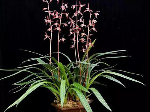 花卉擺放技巧,吸毒植物種類,如何種植花草,長(zhǎng)沙高端盆花租賃,長(zhǎng)沙花卉租賃,長(zhǎng)沙組合組景租賃,長(zhǎng)沙室內(nèi)外花卉租賃公司