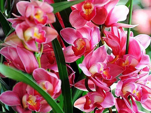 花卉擺放技巧,吸毒植物種類,如何種植花草,長(zhǎng)沙高端盆花租賃,長(zhǎng)沙花卉租賃,長(zhǎng)沙組合組景租賃,長(zhǎng)沙室內(nèi)外花卉租賃公司