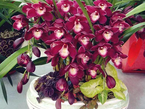 花卉擺放技巧,吸毒植物種類,如何種植花草,長(zhǎng)沙高端盆花租賃,長(zhǎng)沙花卉租賃,長(zhǎng)沙組合組景租賃,長(zhǎng)沙室內(nèi)外花卉租賃公司