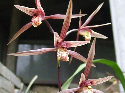 花卉擺放技巧,吸毒植物種類,如何種植花草,長(zhǎng)沙高端盆花租賃,長(zhǎng)沙花卉租賃,長(zhǎng)沙組合組景租賃,長(zhǎng)沙室內(nèi)外花卉租賃公司