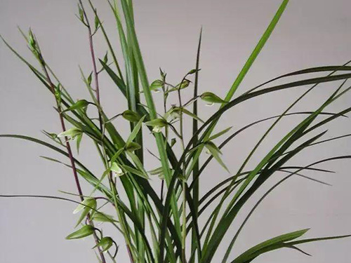 花卉擺放技巧,吸毒植物種類,如何種植花草,長(zhǎng)沙高端盆花租賃,長(zhǎng)沙花卉租賃,長(zhǎng)沙組合組景租賃,長(zhǎng)沙室內(nèi)外花卉租賃公司