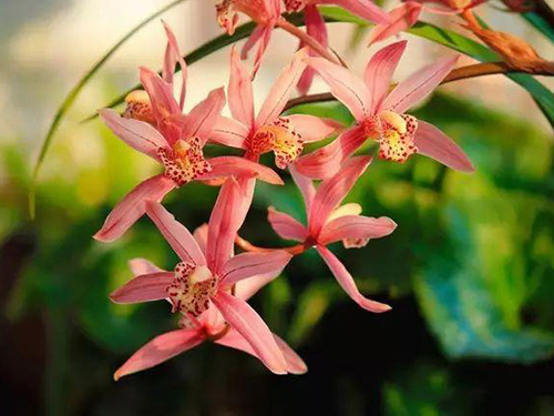 花卉擺放技巧,吸毒植物種類,如何種植花草,長(zhǎng)沙高端盆花租賃,長(zhǎng)沙花卉租賃,長(zhǎng)沙組合組景租賃,長(zhǎng)沙室內(nèi)外花卉租賃公司