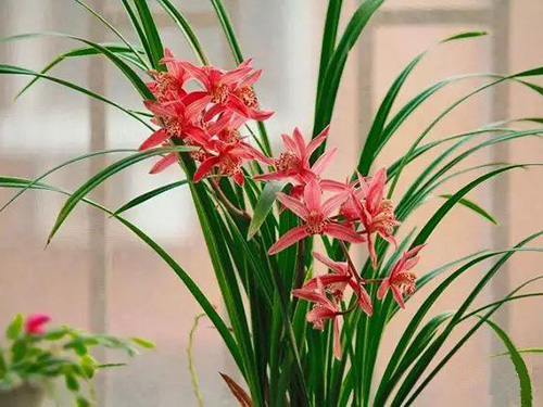 花卉擺放技巧,吸毒植物種類,如何種植花草,長(zhǎng)沙高端盆花租賃,長(zhǎng)沙花卉租賃,長(zhǎng)沙組合組景租賃,長(zhǎng)沙室內(nèi)外花卉租賃公司