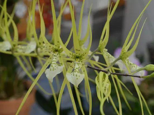 花卉擺放技巧,吸毒植物種類,如何種植花草,長(zhǎng)沙高端盆花租賃,長(zhǎng)沙花卉租賃,長(zhǎng)沙組合組景租賃,長(zhǎng)沙室內(nèi)外花卉租賃公司 花卉擺放技巧,吸毒植物種類,如何種植花草,長(zhǎng)沙高端盆花租賃,長(zhǎng)沙花卉租賃,長(zhǎng)沙組合組景租賃,長(zhǎng)沙室內(nèi)外花卉租賃公司