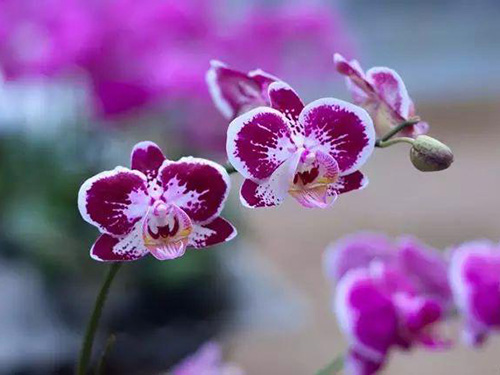 花卉擺放技巧,吸毒植物種類,如何種植花草,長(zhǎng)沙高端盆花租賃,長(zhǎng)沙花卉租賃,長(zhǎng)沙組合組景租賃,長(zhǎng)沙室內(nèi)外花卉租賃公司