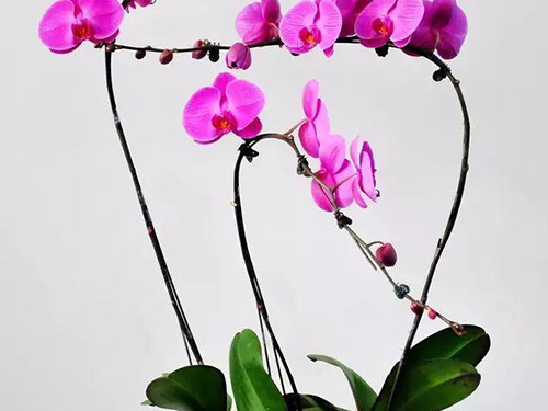 花卉擺放技巧,吸毒植物種類,如何種植花草,長(zhǎng)沙高端盆花租賃,長(zhǎng)沙花卉租賃,長(zhǎng)沙組合組景租賃,長(zhǎng)沙室內(nèi)外花卉租賃公司