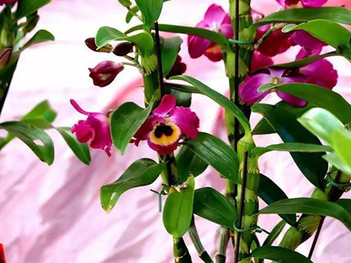 花卉擺放技巧,吸毒植物種類,如何種植花草,長(zhǎng)沙高端盆花租賃,長(zhǎng)沙花卉租賃,長(zhǎng)沙組合組景租賃,長(zhǎng)沙室內(nèi)外花卉租賃公司