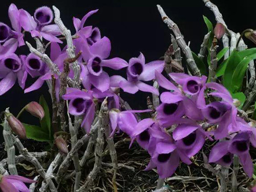 花卉擺放技巧,吸毒植物種類,如何種植花草,長(zhǎng)沙高端盆花租賃,長(zhǎng)沙花卉租賃,長(zhǎng)沙組合組景租賃,長(zhǎng)沙室內(nèi)外花卉租賃公司