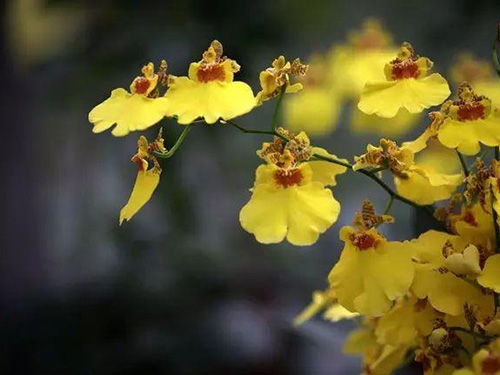 花卉擺放技巧,吸毒植物種類,如何種植花草,長(zhǎng)沙高端盆花租賃,長(zhǎng)沙花卉租賃,長(zhǎng)沙組合組景租賃,長(zhǎng)沙室內(nèi)外花卉租賃公司