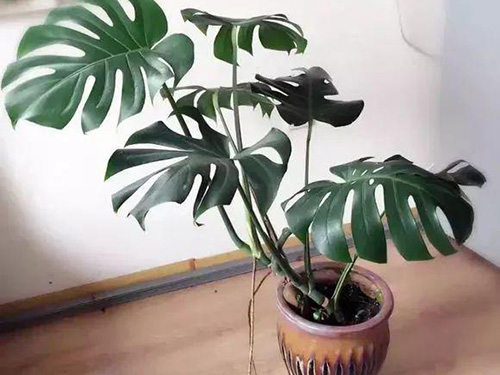 花卉擺放技巧,吸毒植物種類,如何種植花草,長(zhǎng)沙高端盆花租賃,長(zhǎng)沙花卉租賃,長(zhǎng)沙組合組景租賃,長(zhǎng)沙室內(nèi)外花卉租賃公司