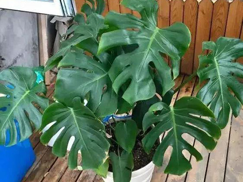 花卉擺放技巧,吸毒植物種類,如何種植花草,長(zhǎng)沙高端盆花租賃,長(zhǎng)沙花卉租賃,長(zhǎng)沙組合組景租賃,長(zhǎng)沙室內(nèi)外花卉租賃公司