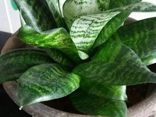 花卉擺放技巧,吸毒植物種類,如何種植花草,長(zhǎng)沙高端盆花租賃,長(zhǎng)沙花卉租賃,長(zhǎng)沙組合組景租賃,長(zhǎng)沙室內(nèi)外花卉租賃公司