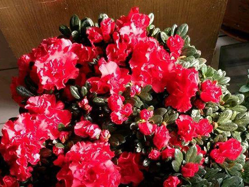 花卉擺放技巧,吸毒植物種類,如何種植花草,長(zhǎng)沙高端盆花租賃,長(zhǎng)沙花卉租賃,長(zhǎng)沙組合組景租賃,長(zhǎng)沙室內(nèi)外花卉租賃公司